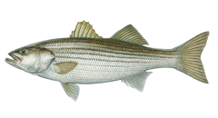 bass png