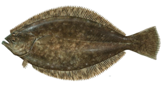 bass png